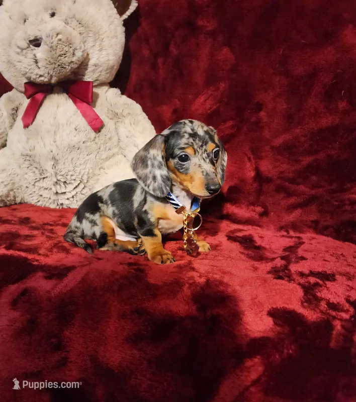 REMI, a male Miniature Dachshund for sale in Polk City, FL – 1 of 10