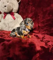 REMI, a male Miniature Dachshund for sale in Polk City, FL – 1 of 10