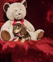 COCOA, a female Miniature Dachshund for sale in Polk City, FL – Photo 5 of 10