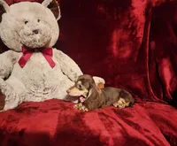 COCOA, a female Miniature Dachshund for sale in Polk City, FL – Photo 6 of 10