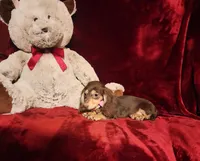 COCOA, a female Miniature Dachshund for sale in Polk City, FL – Photo 8 of 10