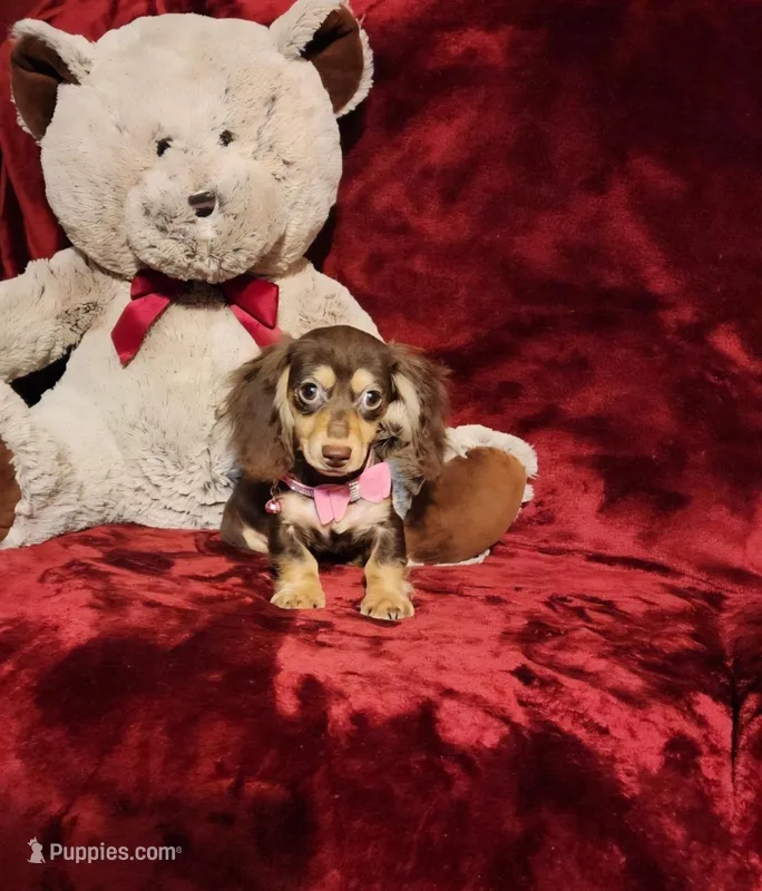 COCOA – Miniature Dachshund puppy for sale in Polk City, FL