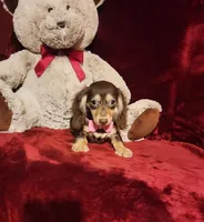 COCOA, a female Miniature Dachshund for sale in Polk City, FL – Photo 9 of 10