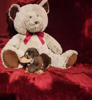 COCOA, a female Miniature Dachshund for sale in Polk City, FL – Photo 10 of 10