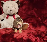 COCOA, a female Miniature Dachshund for sale in Polk City, FL – Photo 4 of 10