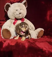 COCOA, a female Miniature Dachshund for sale in Polk City, FL – Photo 7 of 10