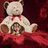 COCOA, a female Miniature Dachshund for sale in Polk City, FL – Photo 3 of 10