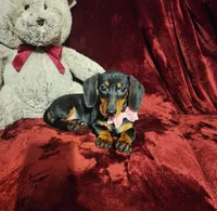 STELLA, a female Miniature Dachshund for sale in Polk City, FL – 2 of 10