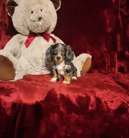 HUCKLEBERRY, a male Miniature Dachshund for sale in Polk City, FL – 10 of 10