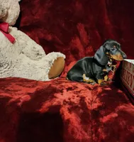 HANK, a male Miniature Dachshund for sale in Polk City, FL – 7 of 10