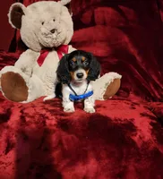 TONKA, a male Miniature Dachshund for sale in Polk City, FL – 5 of 10