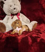 RORY, a female Miniature Dachshund for sale in Polk City, FL – 8 of 10