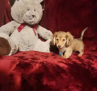 MOCHI, a female Miniature Dachshund for sale in Polk City, FL – 4 of 10