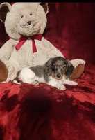 STERLING, a male Miniature Dachshund for sale in Polk City, FL – 3 of 10