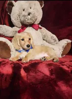 HAYES, a male Miniature Dachshund for sale in Polk City, FL – 6 of 10