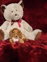 RORY, a female Miniature Dachshund for sale in Polk City, FL – 9 of 10