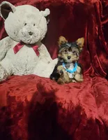 KNOX, a male Yorkshire Terrier for sale in Polk City, FL – 5 of 10