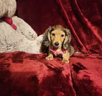 HONEY, a female Miniature Dachshund for sale in Polk City, FL – 5 of 10