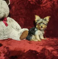 TILLY, a female Yorkshire Terrier for sale in Polk City, FL – 7 of 10