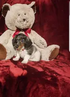 STERLING, a male Miniature Dachshund for sale in Polk City, FL – 10 of 10