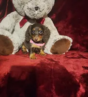 KISSES, a female Miniature Dachshund for sale in Polk City, FL – 6 of 10