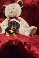 OAKLEY , a female Miniature Dachshund for sale in Polk City, FL – 7 of 10