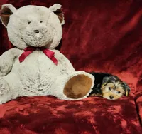 TEDDY, a male Yorkshire Terrier for sale in Polk City, FL – Photo 1 of 10