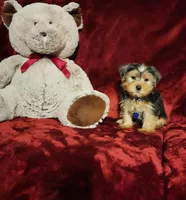 TEDDY, a male Yorkshire Terrier for sale in Polk City, FL – Photo 2 of 10