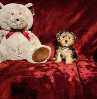 TEDDY, a male Yorkshire Terrier for sale in Polk City, FL – Photo 7 of 10