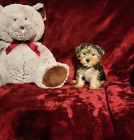 TEDDY, a male Yorkshire Terrier for sale in Polk City, FL – Photo 5 of 10