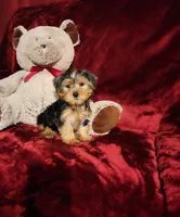 TEDDY, a male Yorkshire Terrier for sale in Polk City, FL – Photo 6 of 10