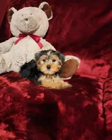 TEDDY, a male Yorkshire Terrier for sale in Polk City, FL – Photo 3 of 10