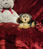 TEDDY, a male Yorkshire Terrier for sale in Polk City, FL – Photo 10 of 10