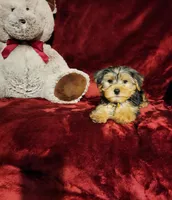 TEDDY, a male Yorkshire Terrier for sale in Polk City, FL – Photo 8 of 10