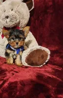 PEANUT, a male Yorkshire Terrier for sale in Polk City, FL – 4 of 10