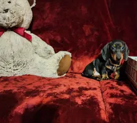 HANK, a male Miniature Dachshund for sale in Polk City, FL – 9 of 10