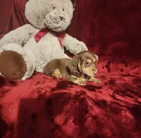 MAPLE, a female Miniature Dachshund for sale in Polk City, FL – 7 of 10