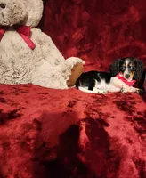 JOSIE, a female Miniature Dachshund for sale in Polk City, FL – 2 of 10