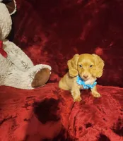 PEACHES , a female Miniature Dachshund for sale in Polk City, FL – 5 of 10