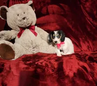 SHASTA, a female Miniature Dachshund for sale in Polk City, FL – 10 of 10