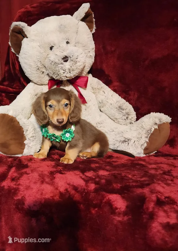 SNICKERS – Miniature Dachshund puppy for sale in Polk City, FL