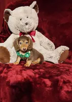 SNICKERS, a male Miniature Dachshund for sale in Polk City, FL – 1 of 10
