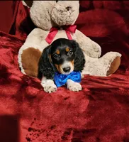 TONKA, a male Miniature Dachshund for sale in Polk City, FL – 3 of 10
