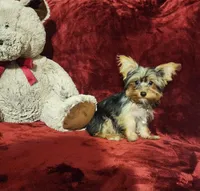 TILLY, a female Yorkshire Terrier for sale in Polk City, FL – 10 of 10