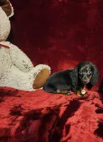 WALKER, a male Miniature Dachshund for sale in Polk City, FL – 7 of 10