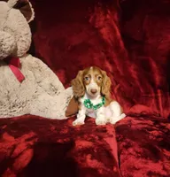 MAVERICK, a male Miniature Dachshund for sale in Polk City, FL – 9 of 10