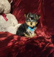 LEGEND , a male Yorkshire Terrier for sale in Polk City, FL – Photo 3 of 10