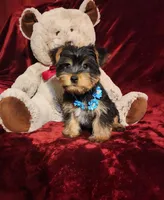 LEGEND , a male Yorkshire Terrier for sale in Polk City, FL – Photo 6 of 10