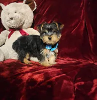 LEGEND , a male Yorkshire Terrier for sale in Polk City, FL – Photo 9 of 10