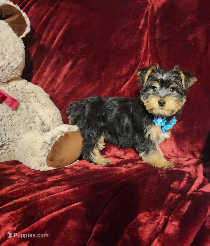 LEGEND  – Yorkshire Terrier puppy for sale in Polk City, FL